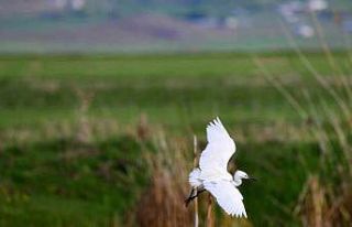 Ekşisu Sazlığı birçok kuş türüne ev sahipliği...
