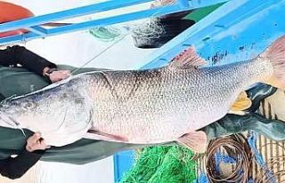 Elazığ’da balıkçının ağına 46 kiloluk turna...