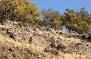 Elazığ’da dağ keçileri görüldü