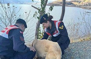 Elazığ’da jandarma ekipleri sokak hayvanlarını...