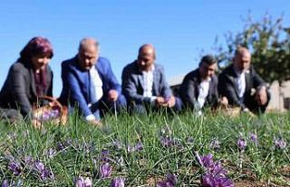 Elazığ’da safran bitkisi hasadı başladı