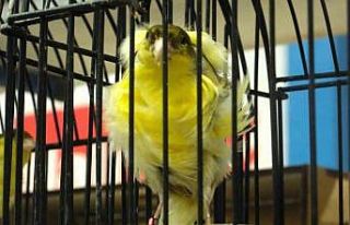 En güzel kuşlar Mersin’de yarıştı