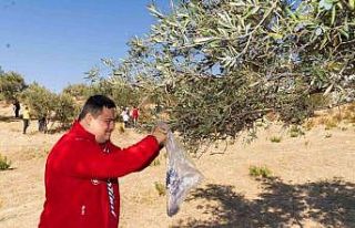 Engelli bireyler zeytin hasadı sayesinde sosyalleşti