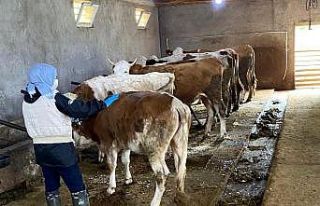 Erzincan’da büyükbaş hayvanlar şap hastalığına...