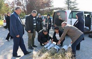 Erzincan’da goji berry yetiştiriciliği başladı