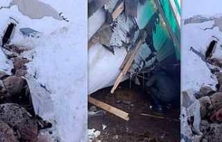 Erzincan’da hayvanların kaldığı çadır çöktü,...