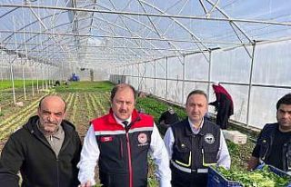 Erzincan’da kışlık sebze hasadı başladı
