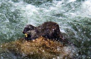 Erzincan’da nesli tükenmekte olan su samuru görüntülendi