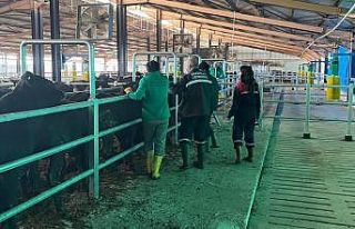 Erzincan’da Şap Aşılama Kampanyası 7 Aralık’a...