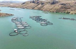 Erzincan’dan Elazığ’a balık sevkiyatı başladı