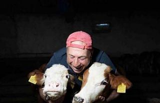 Fanatik Trabzonsporlu ikiz buzağılarına futbolcu...