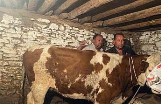 Firari inek 42 günlük kovalamacanın ardından yakalandı