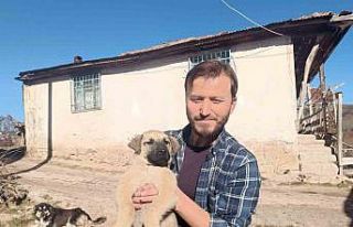 Gazeteciden yavru köpeğe hayat kurtaran heimlich...