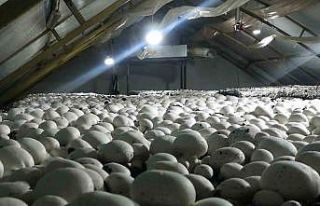 Gelendost, 504 tonluk mantar üretimiyle rekora gidiyor