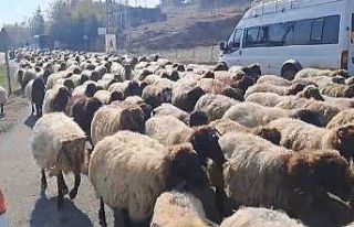 Göçerlerin yaylalardan dönüş yolculuğu hız...