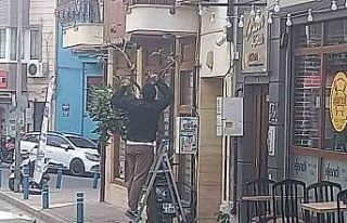 Göz göre göre sokaktaki güzelim ağacı kesti