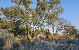 Güney Marmara’da zeytin hasadı başladı