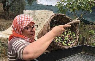 Günlük 3 bin liraya çalışacak zeytin işçisi...