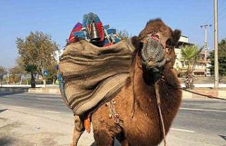 Güreşler için her gün 10 kilometre yürütülüyor