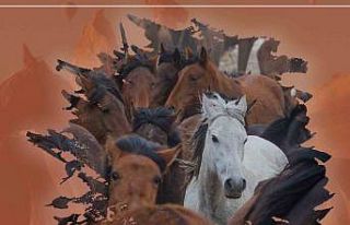 Güzel atlar diyarında, ‘at festivali’ yapılacak