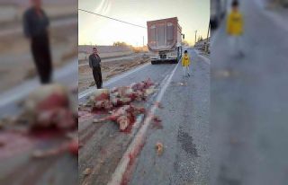 Hafriyat kamyonu sürüye çarptı, 13 koyun telef...