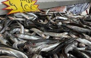 Hamsi kilosu 100 liradan tezgaha indi