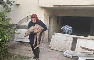 Hasarlı binada ölümü bekleyen zor durumdaki köpeği...