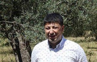 Hasat sonrası zeytin ağaçlarını budamayın gübre...