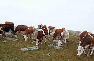 Hayvan hırsızları, jandarmanın takibiyle yakalandı