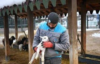 Hayvanat bahçesi misafirlerine kış desteği