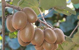 Hobi olarak üretimine başlanan kivide yıllık 300...