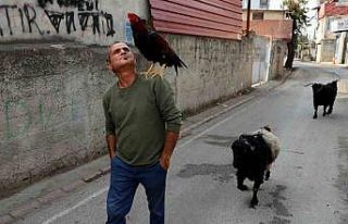 Horoz ve keçileriyle arkadaş oldu