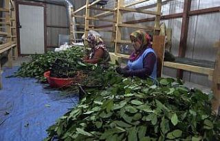İlçede 20 çeşit tıbbi bitki kurutulup ihraç...