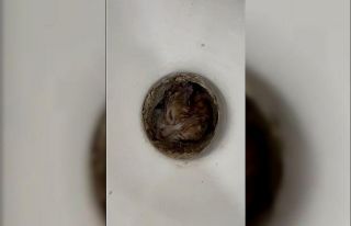 Isparta’da tuvalet giderine sıkışan yavru kurtarıldı