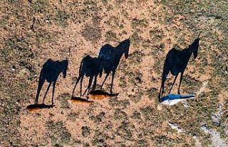 Isparta’nın Adada Antik Kenti’nde yılkı atları...