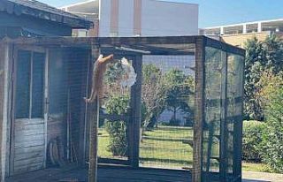 Kafesin içerisindeki güvercini yakalamaya çalışan...