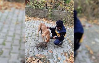 Kanalizasyon giderine sıkışan yavru köpek kurtarıldı,...