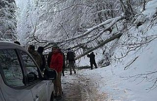 Kar ve tipiye dayanmayan ağaçlar Gölcük Tabiat...