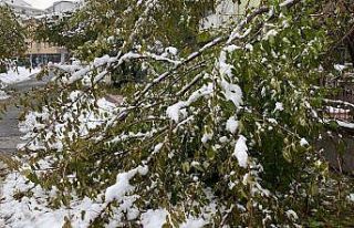 Kar yağışına dayanamayan ağaç dalları kırılarak...