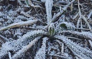 Kar yağışının ardından soğuklar etkili oldu,...