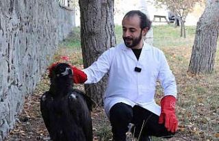 Kara akbaba artık şefkatli ellerde