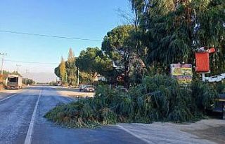 Karacasu’da sürücülerin görüşünü engelleyen...