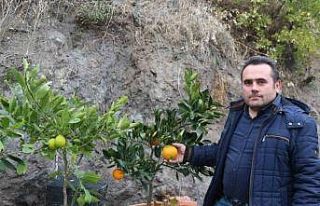 Karasal iklimde tropikal meyveler ve zeytin yetiştiriyor