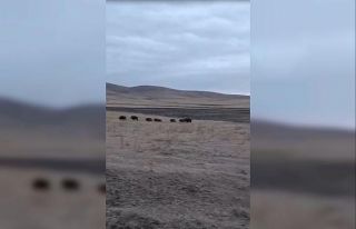 Kars’ta domuz sürüsü görüntülendi