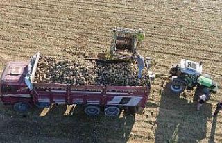 Kastamonu’da çiftçilerin zorlu pancar mesaisi...