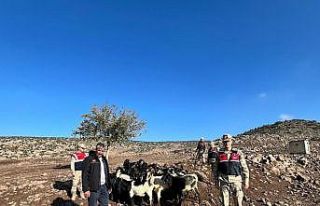 Kaybolan 28 adet küçükbaşı jandarma buldu