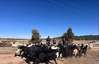 Kayıp hayvanlar jandarma tarafından 4 kilometre...