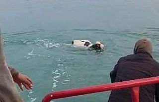 Kesilmekten kaçan dana Van Gölü’ne girdi