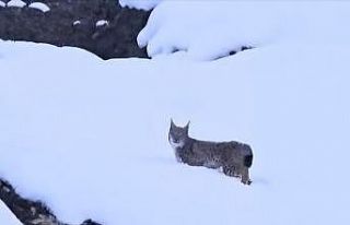 Kırmızı listedeki vaşaklar Tunceli’de görüntülendi