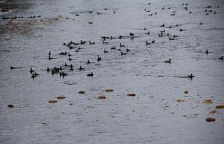 Kışın habercisi yaban ördekleri Bayburt’ta